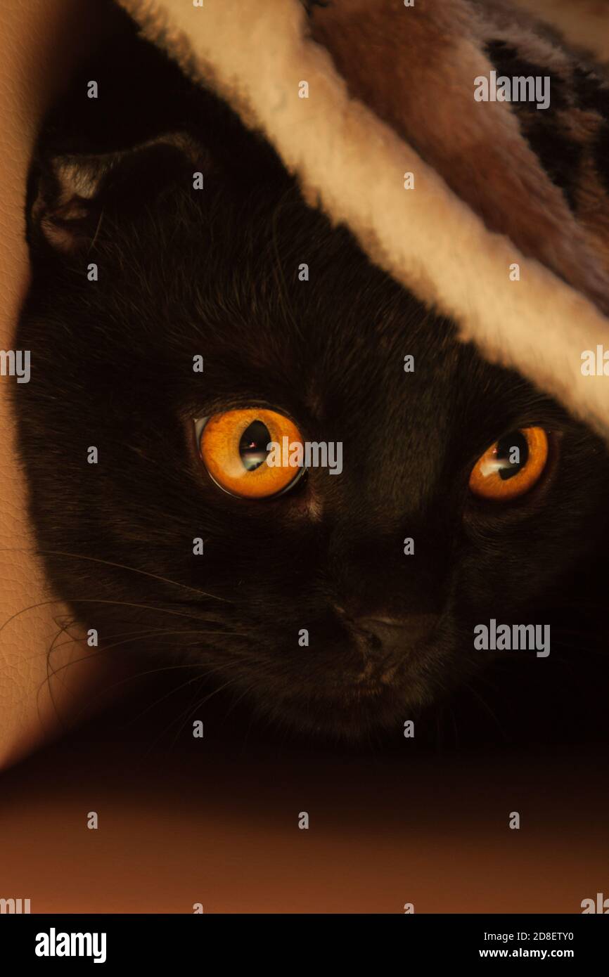 Solide schwarze scottishfold Katze unter dem gemütlichen flauschigen Teppich. Home eveningп Komfort. Orange warmes Licht Stockfoto