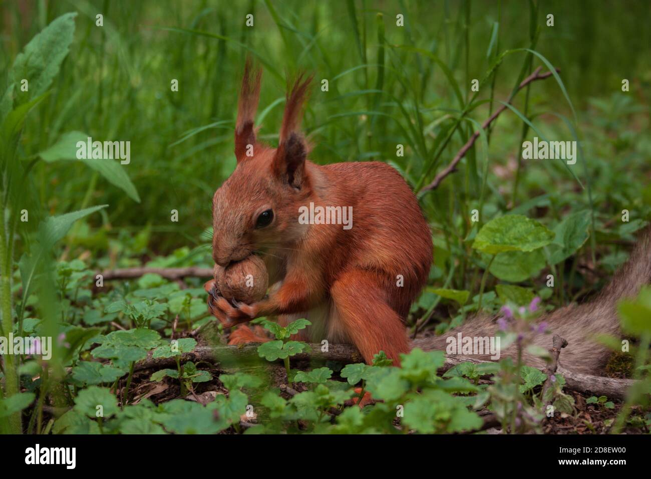 Flurry Eichhörnchen hält in seinen Pfoten eine große Walnuss sitzt auf grünem Gras im Wald. Sciurus, Tamiasciurus, Kiefernhörnchen Stockfoto