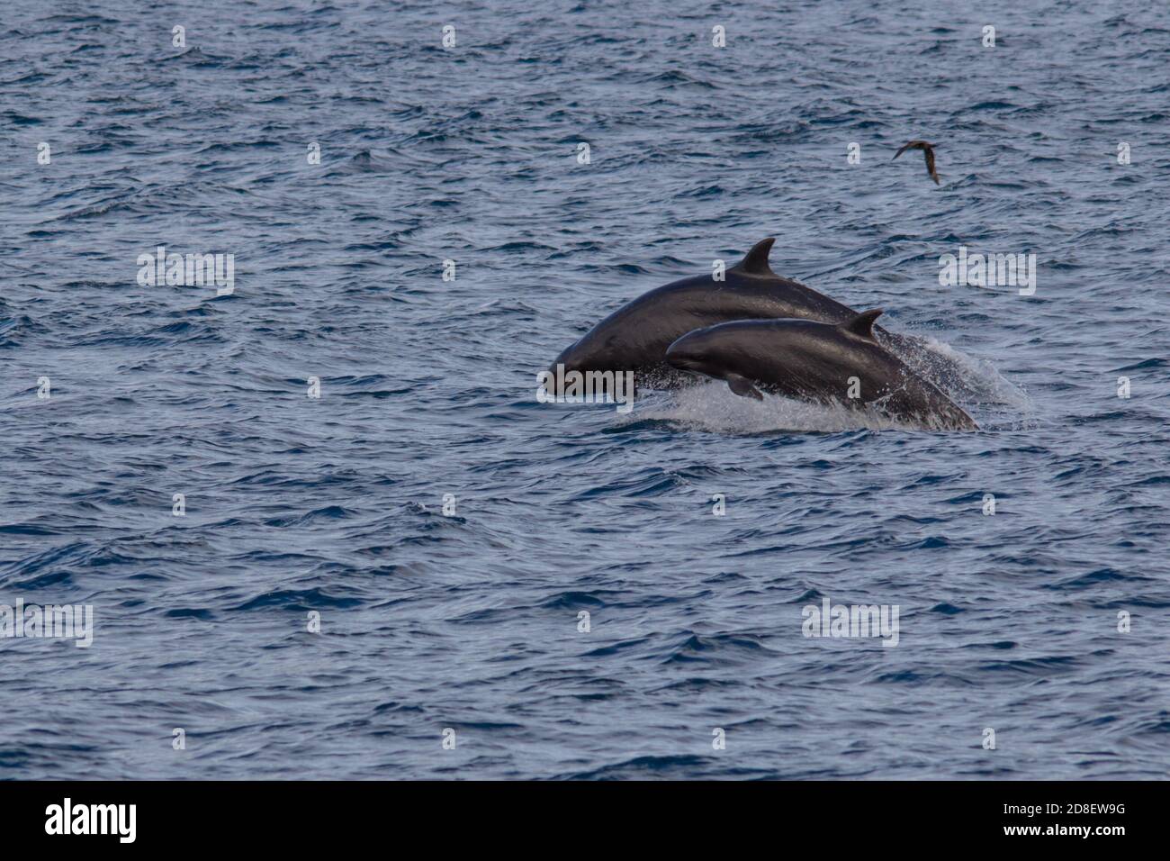 Der False Killer Wal (Pseudorca crassidens) ist eine Art ozeanischen Delphins. Diese Exemplare wurden vor Neuseeland fotografiert. Stockfoto