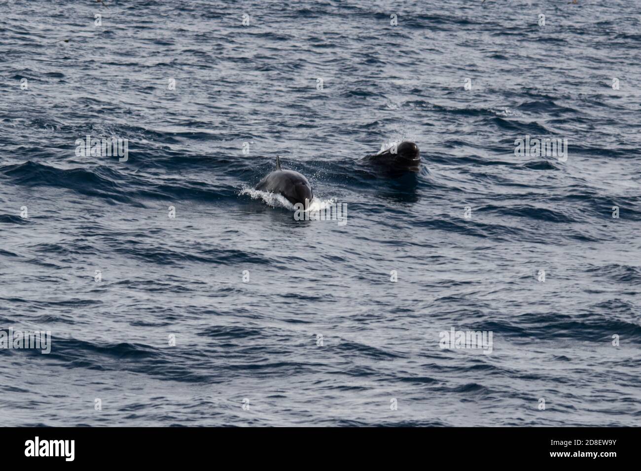 Der False Killer Wal (Pseudorca crassidens) ist eine Art ozeanischen Delphins. Diese Exemplare wurden vor Neuseeland fotografiert. Stockfoto