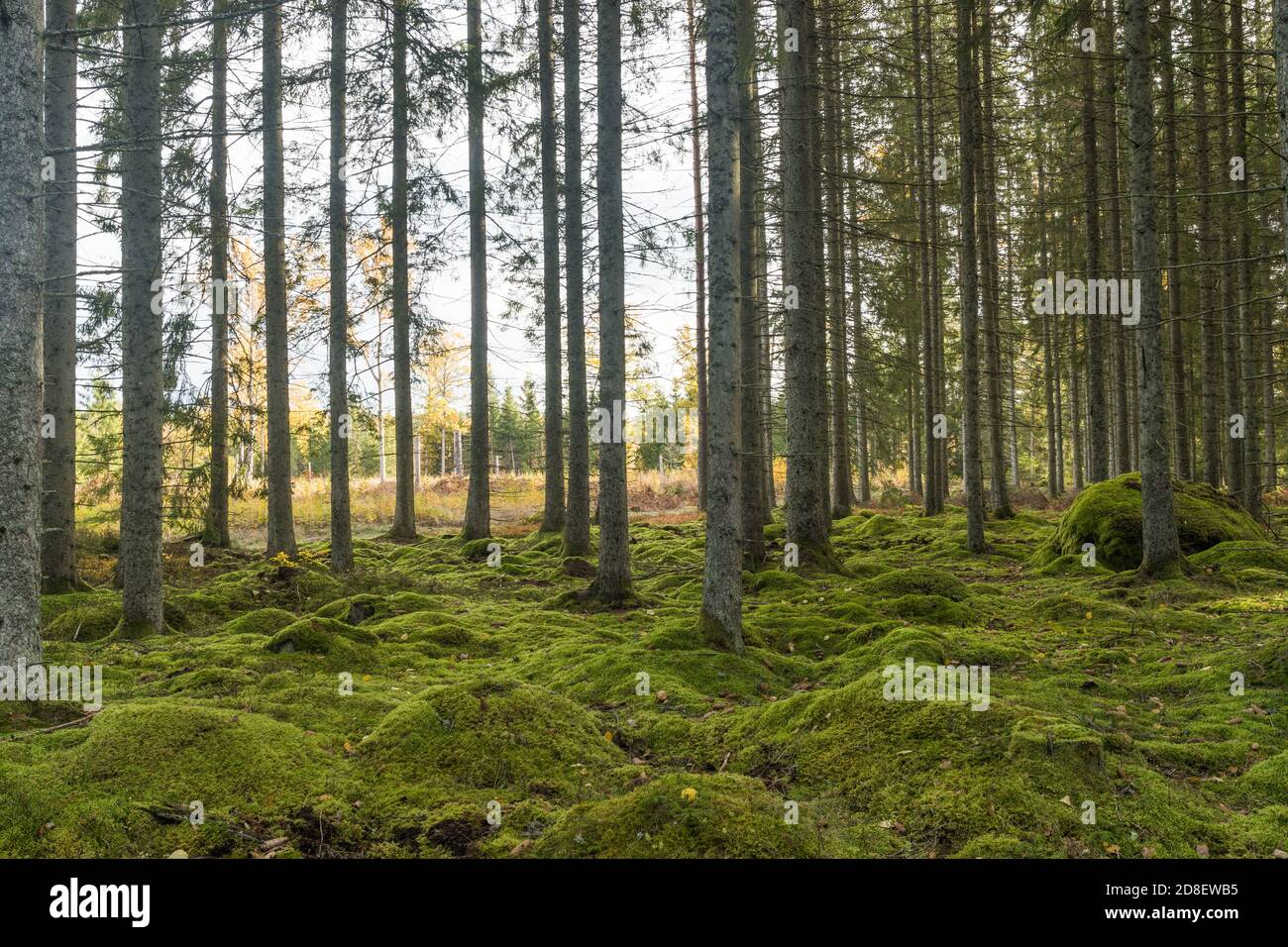 Moos bedeckten Waldboden in einem Fichtenwald im Herbst Saison Stockfoto
