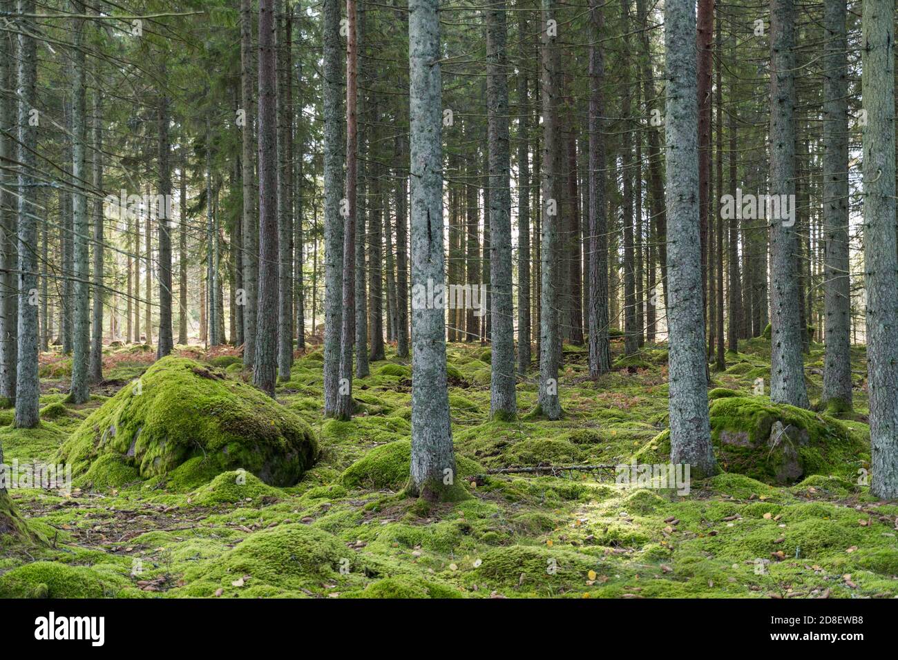 Schöne Atmosphäre in einem grünen moosigen Fichtenwald Stockfoto