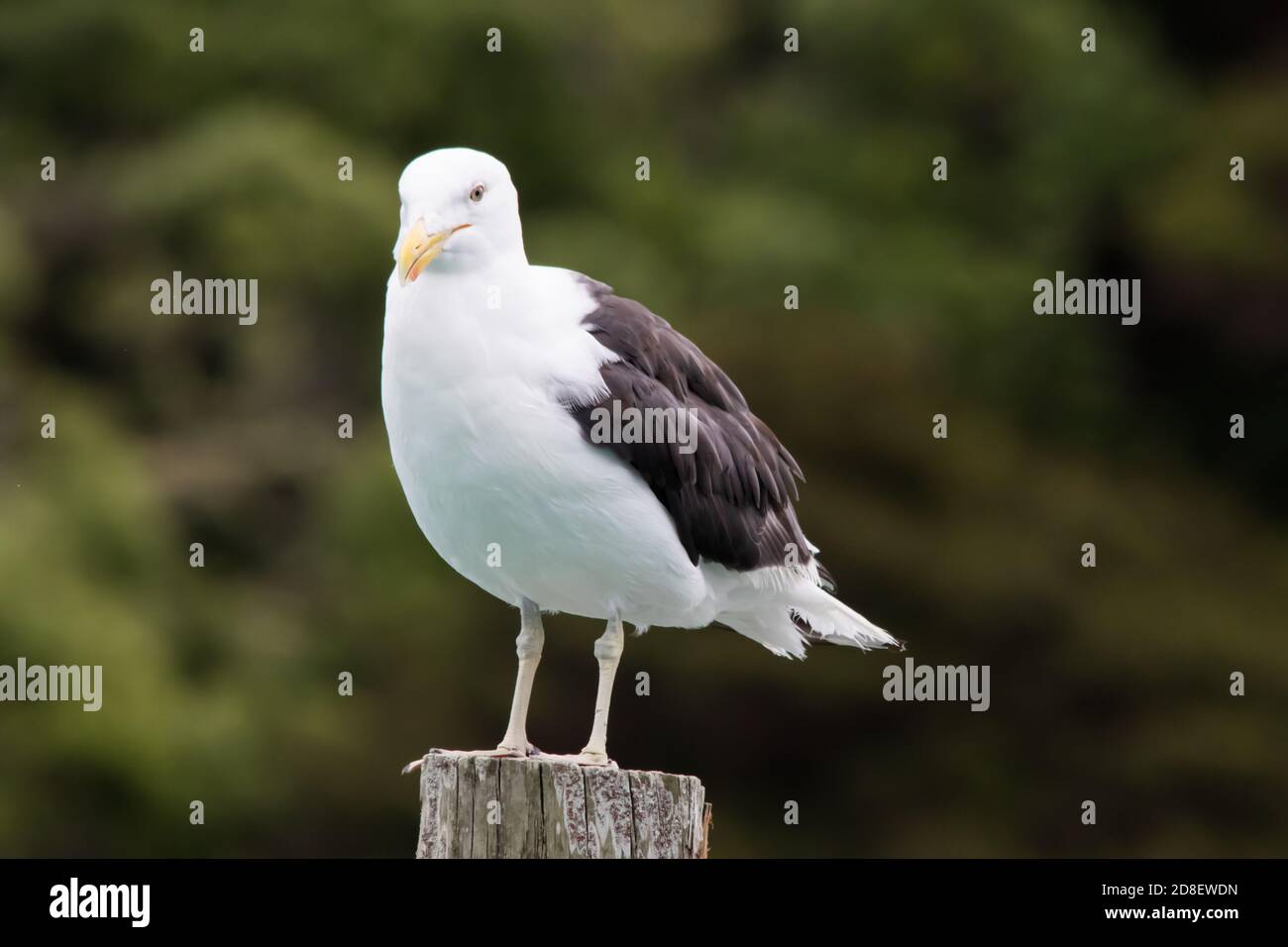 Eine einzelne Kelp-Möwe (Larus dominicanus), auch bekannt als Dominikanermöwe, Karoro und südliche Schwarzrückenmöwe, die auf einem Pfosten thront, beobachtete die Welt an sich vorbei. Stockfoto