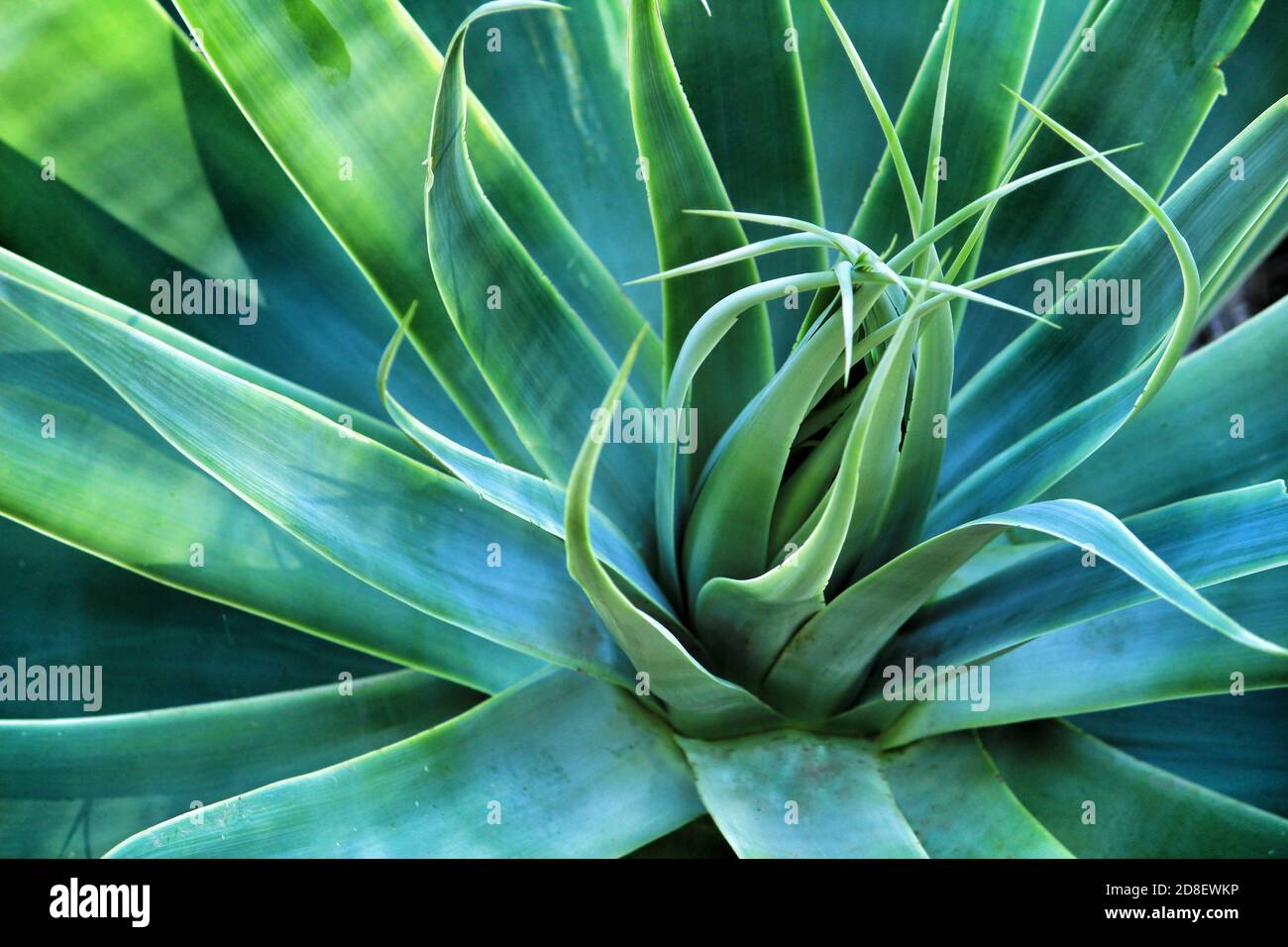 Agave Attenuata Pflanzen im Garten in Tarragona, Spanien Stockfotografie -  Alamy