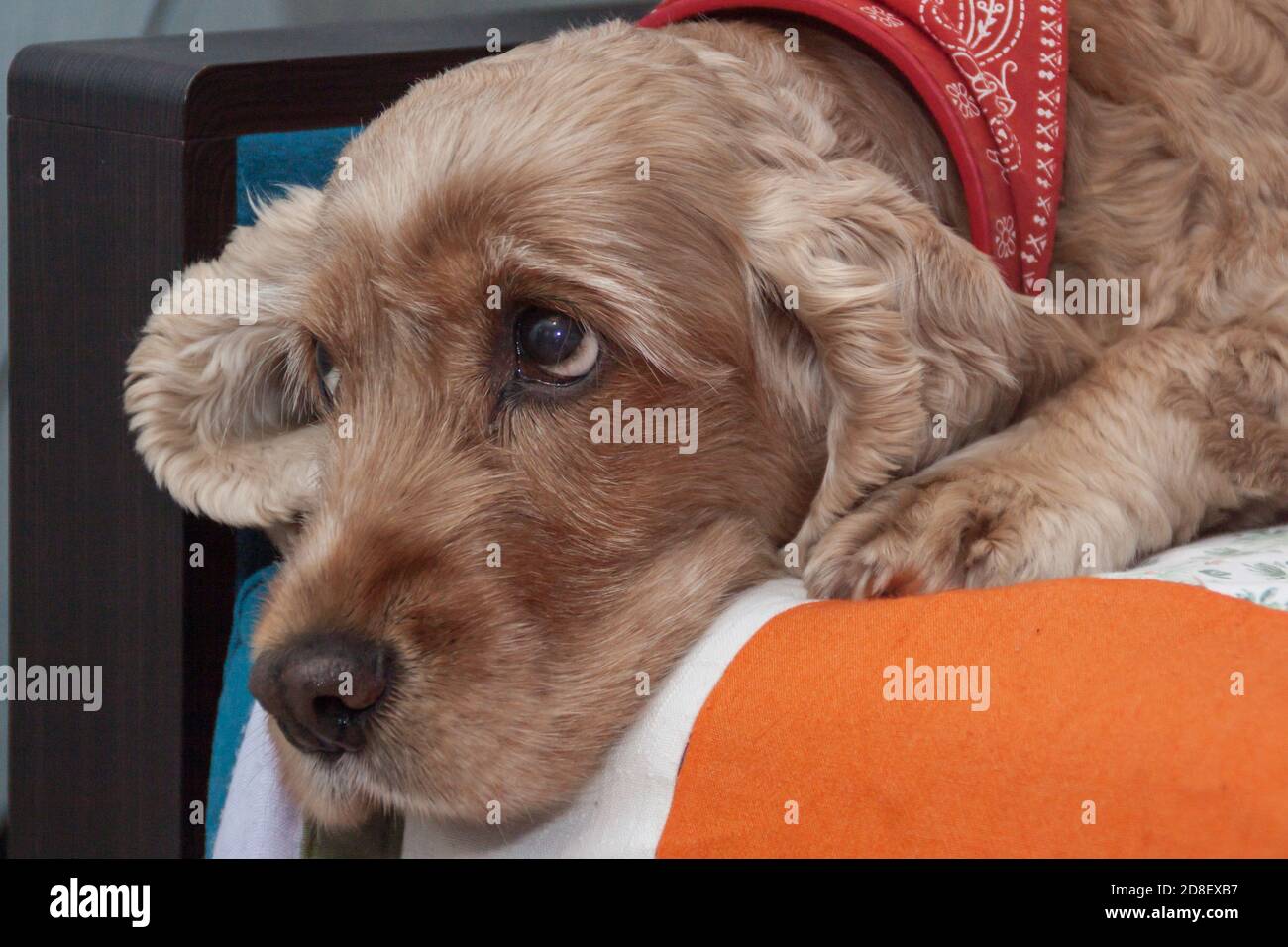 Niedlichen Haustier Spaniel Hund in einer gemütlichen Umgebung zu Hause. Ein trauriger Blick auf einen flauschigen Welpen. Hellrotes englisches Spaniel-Nahaufnahme-Porträt. Stockfoto