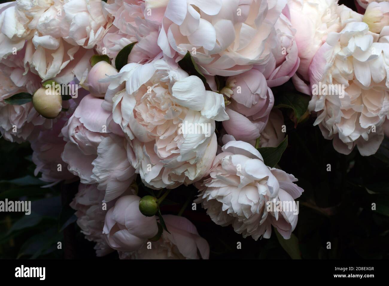 Doppelte pinke Pfingstrose 'mrs. Nahaufnahme von Franklin D. Roosevelt. Regentropfen auf den Blütenblättern. Stockfoto