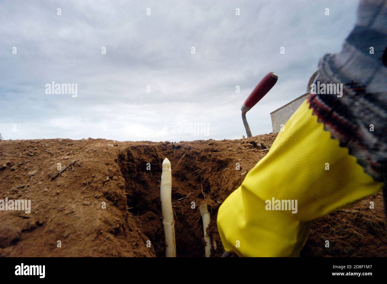 Der Mensch mit Arbeitswerkzeugen erntet Spargel auf dem Feld Stockfoto