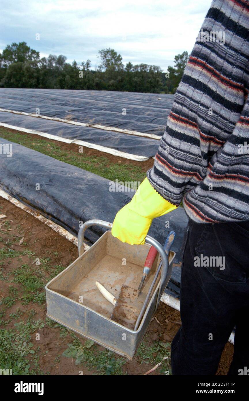 Der Mensch mit Arbeitswerkzeugen erntet Spargel auf dem Feld Stockfoto