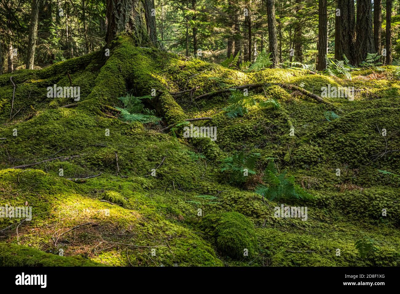 Ein Teppich aus Moos wächst über dem Waldboden entlang des Twin Lakes Trail im Moran State Park, Orcas Island, Washington, USA. Stockfoto