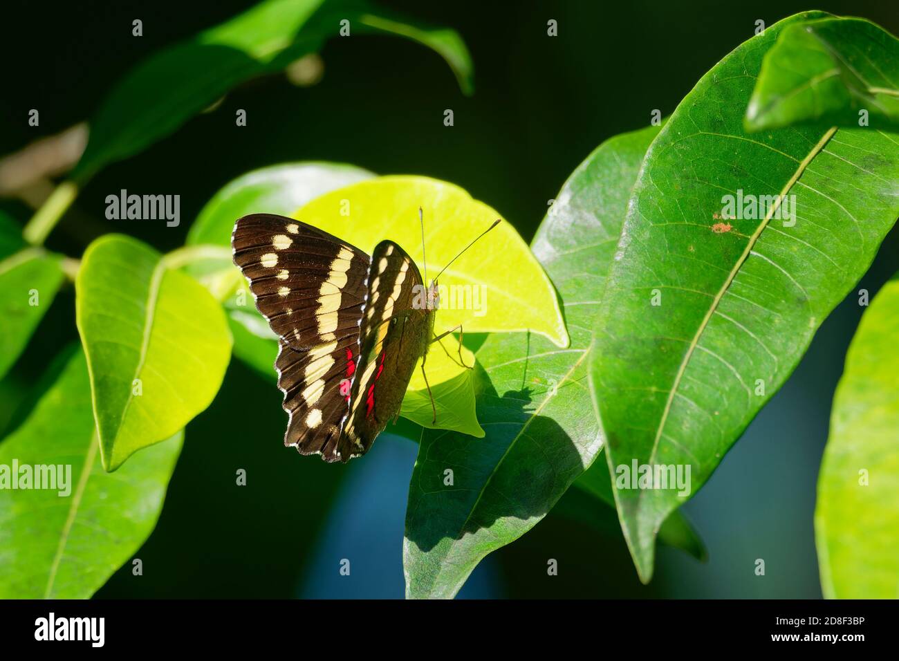 Anartia fatima, der gebänderte Pfau, ist ein brauner Schmetterling aus der Familie Nymphalidae. Es ist häufig in Süd-Texas, Mexiko und Mittelamerika gefunden, aber Stockfoto