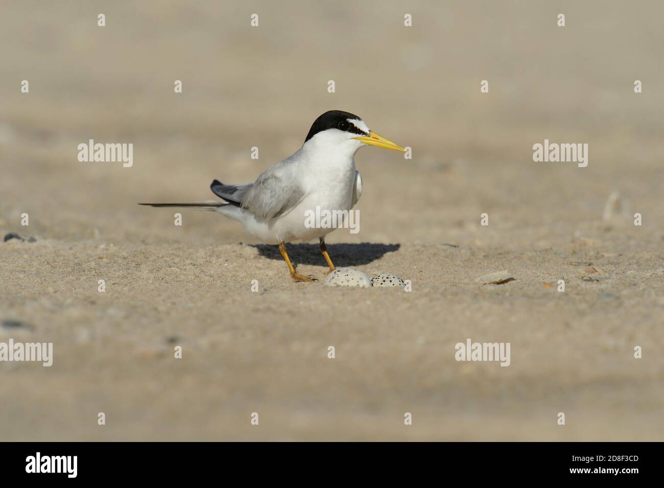 Least Tern (Sterna antillarum), Erwachsener sitzt auf Nest, South Padre Island, Texas, USA Stockfoto