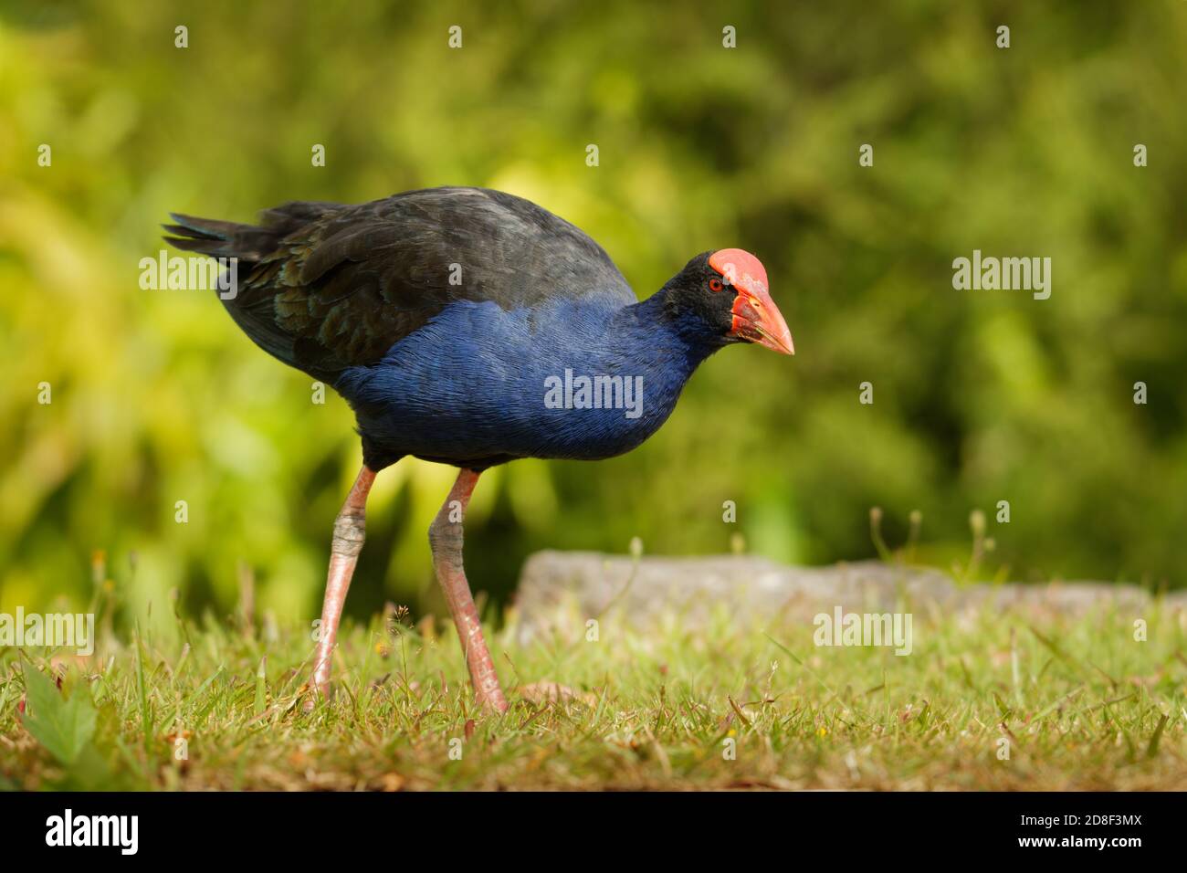 Pukeko (Porphyrio porphyrio melanotus) steht auf einer Wiese in der Nähe des Sees und Halten der Haulm von Gras in Thorn. Stockfoto