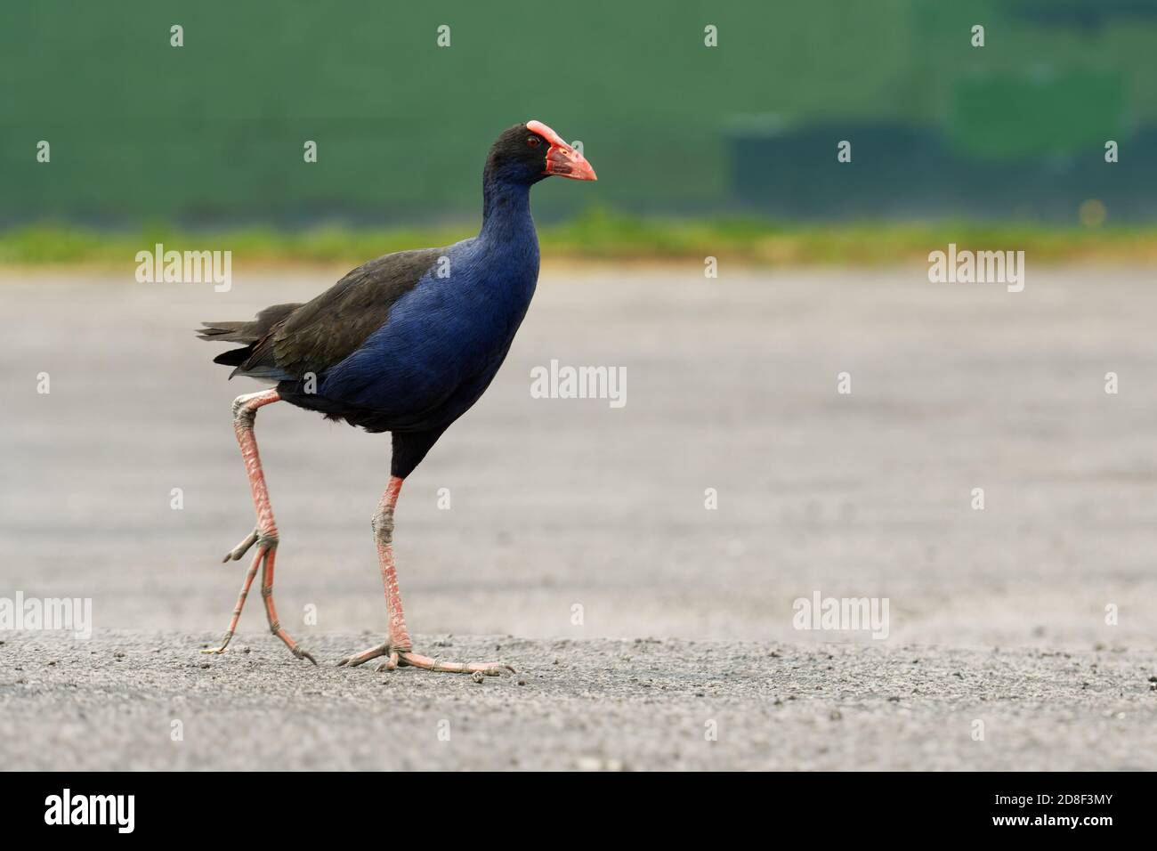 Pukeko (Porphyrio porphyrio melanotus) steht auf einer Wiese in der Nähe des Sees und Halten der Haulm von Gras in Thorn. Stockfoto
