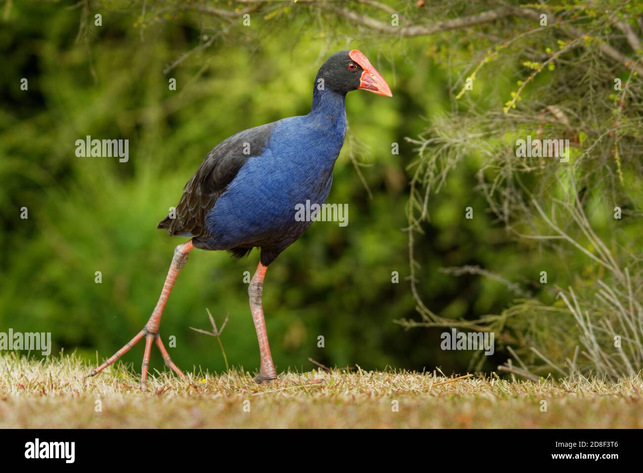 Pukeko (Porphyrio porphyrio melanotus) steht auf einer Wiese in der Nähe des Sees und Halten der Haulm von Gras in Thorn. Stockfoto