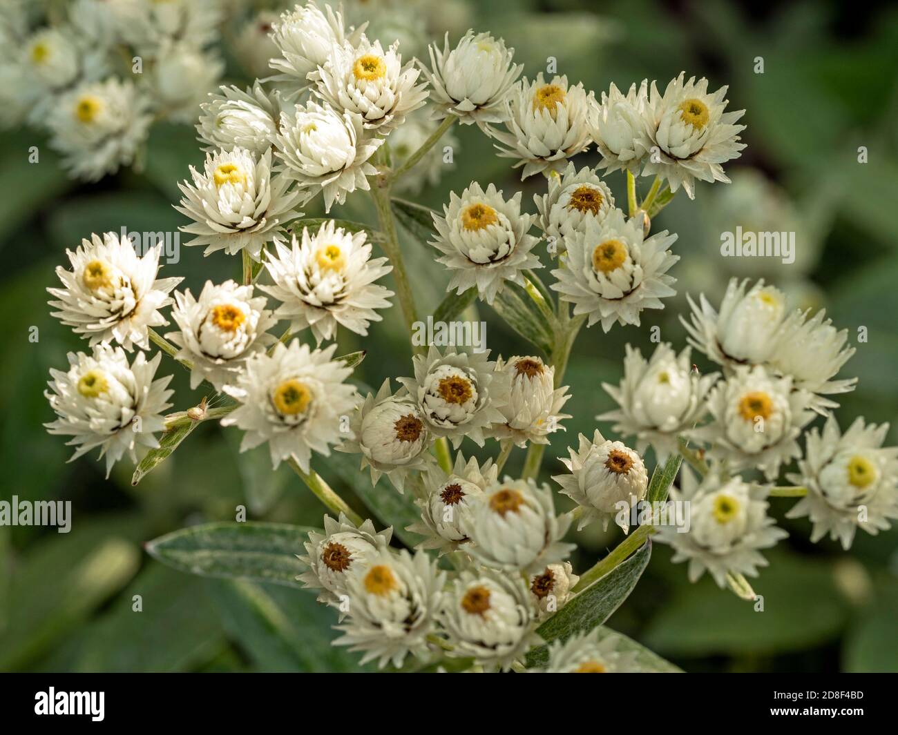 Öffnen von weißen Blüten und Knospen von Anaphalis nepalensis monocephala, bekannt als perlend Stockfoto