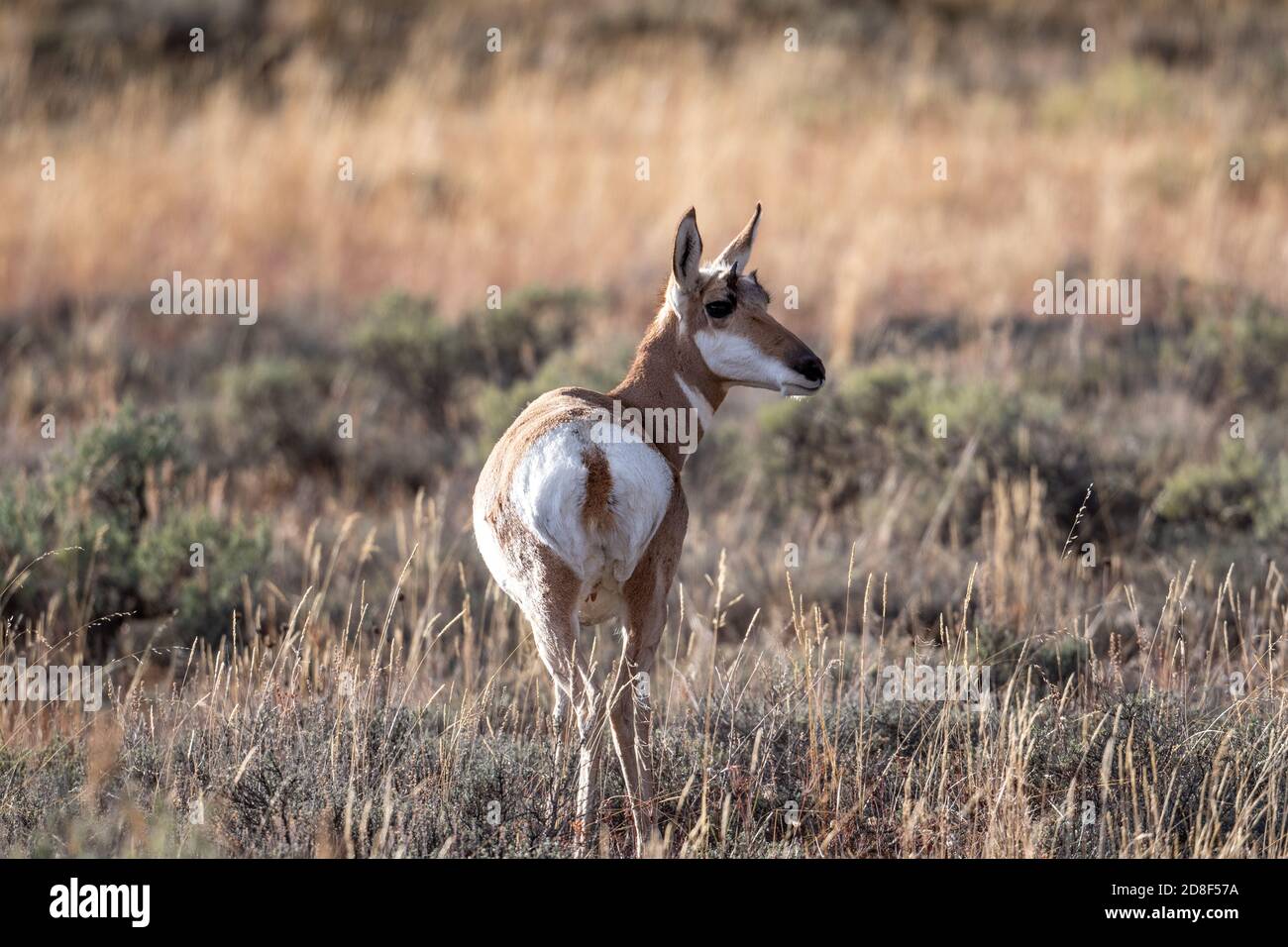 Ein weibliches Pronghorn auf einer offenen Wiese in Grand Teton Nationalpark Stockfoto