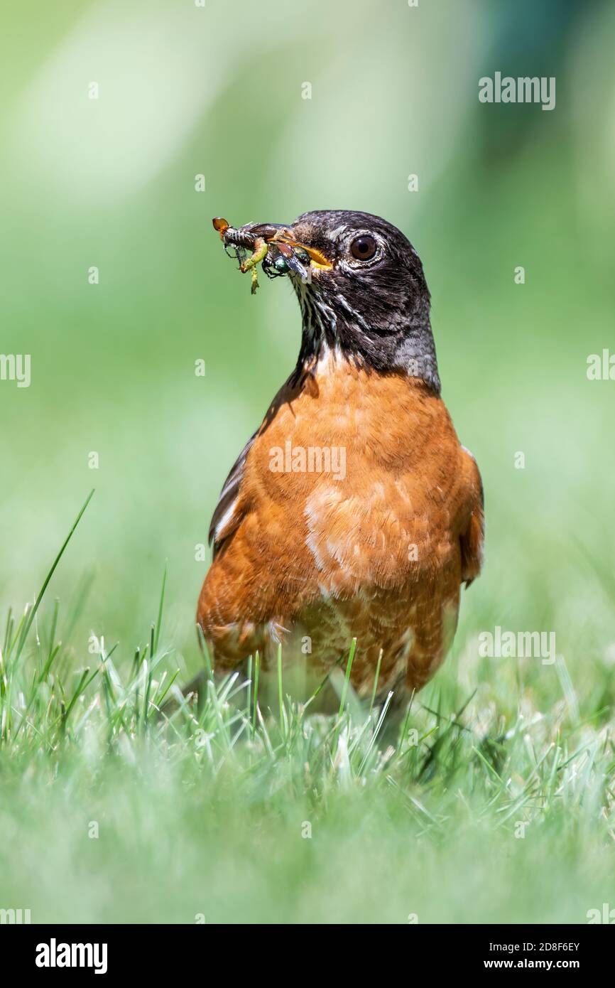 Amerikanischer Robin (Turdus migratorius), mit Insekten gefüllter Schnabel, Nordamerika, von Dominique Braud/Dembinsky Photo Assoc Stockfoto