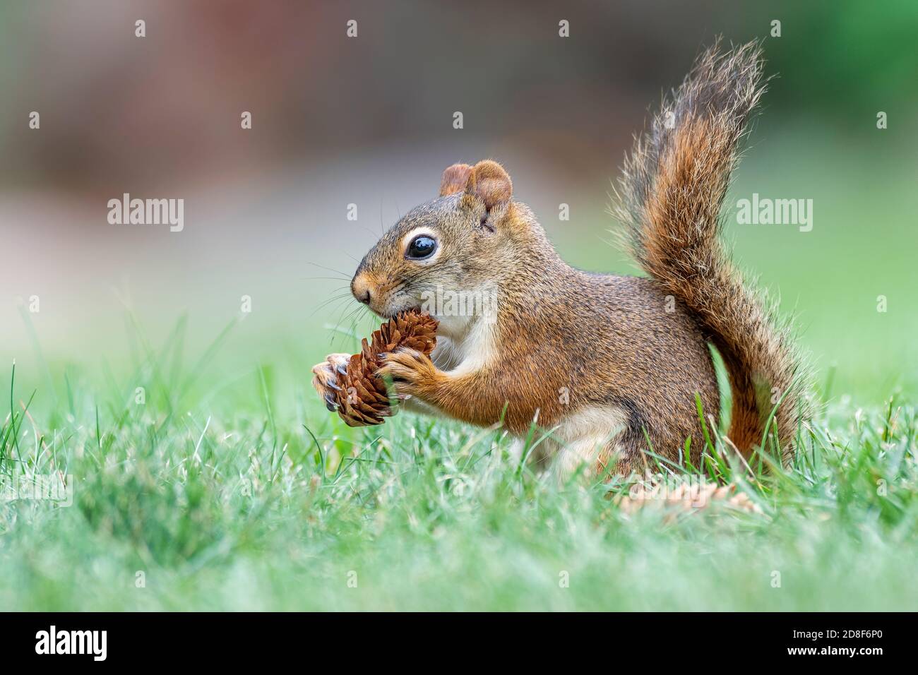 American Red Squirrel (Scurius hudsonicus) Esskegel von Nadelbaum, Upper Midwest, USA, von Dominique Braud/Dembinsky Photo Assoc Stockfoto