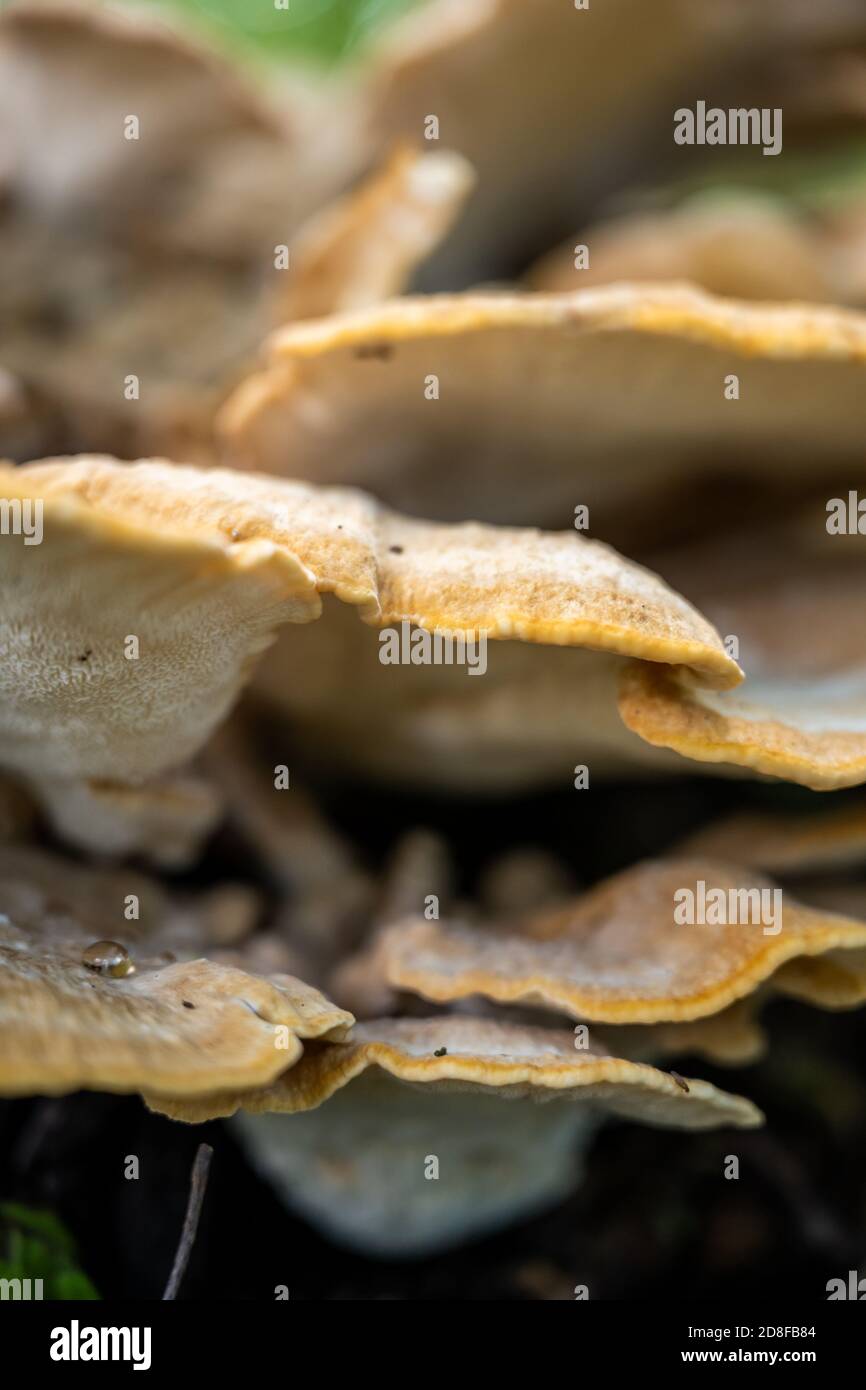 Schichten von Pilzen, die auf Baumrinde dick werden Stockfoto