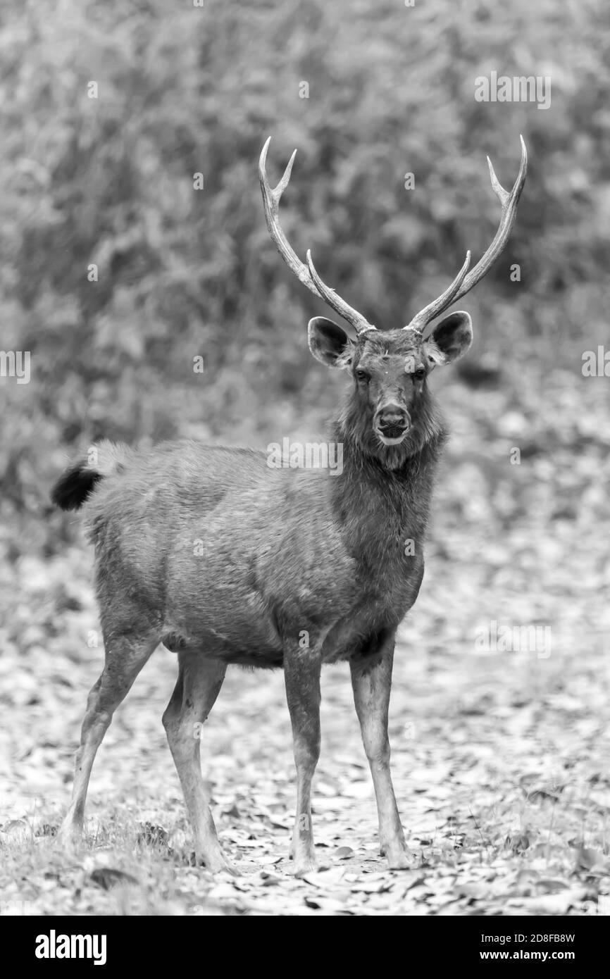 Sambar Hirsch (Rusa unicolor) in Indien Stockfoto