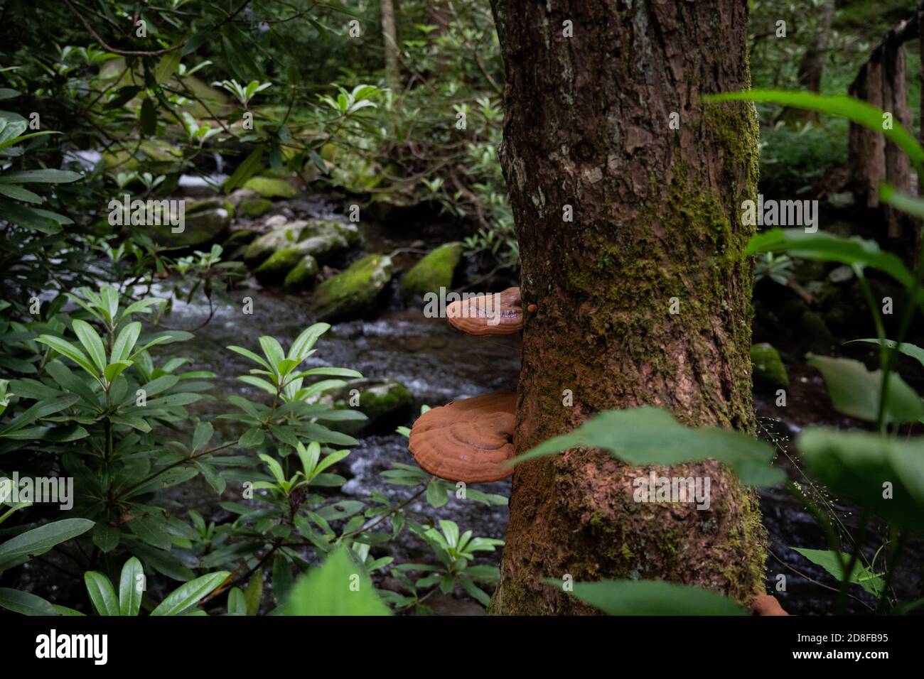 Großer Pilz auf Baum in Smokies im Sommer Stockfoto