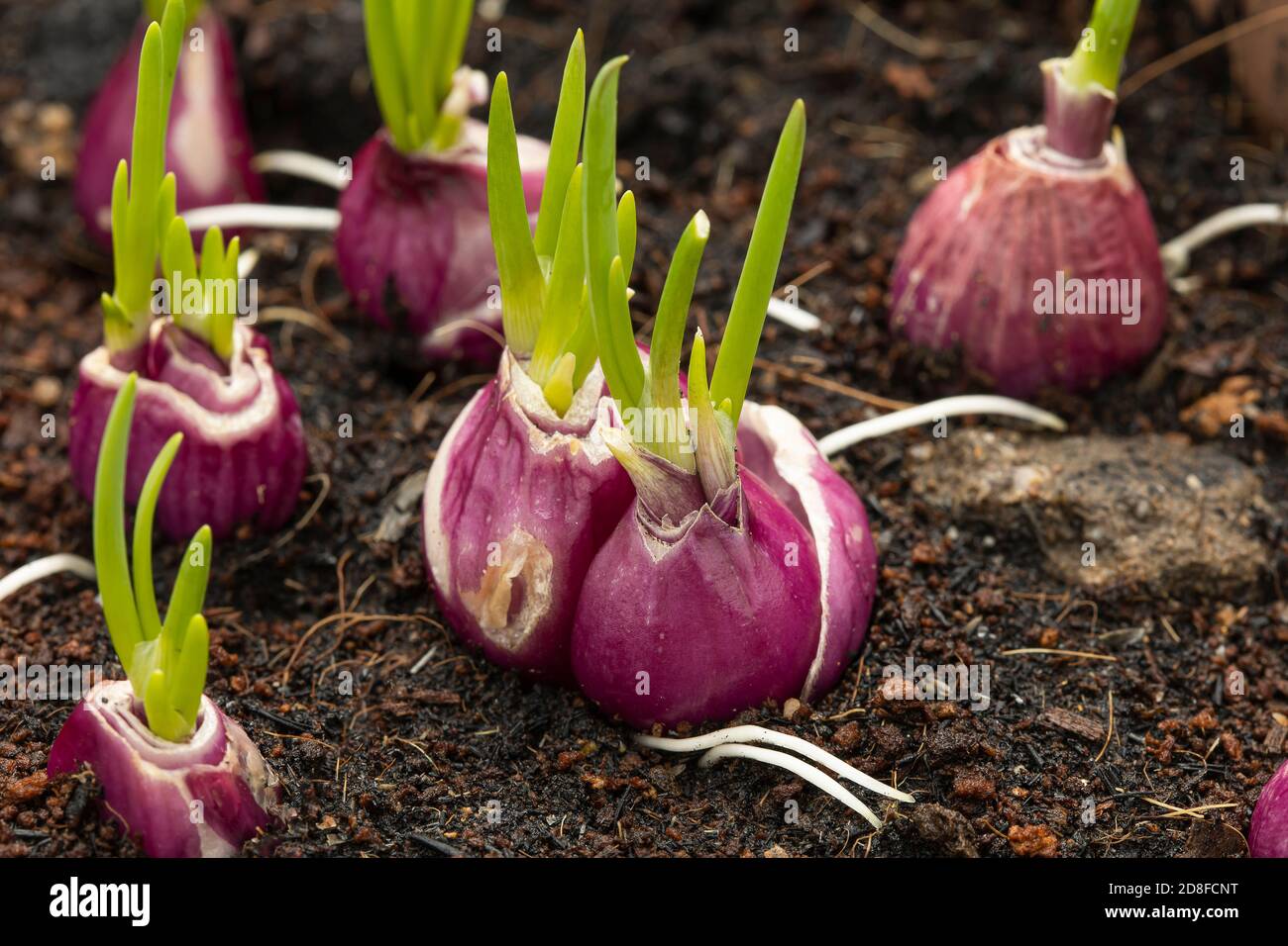 Nahaufnahme Schalotten sprießen junge Blätter auf dem Boden. Nahaufnahme eines organischen. Stockfoto