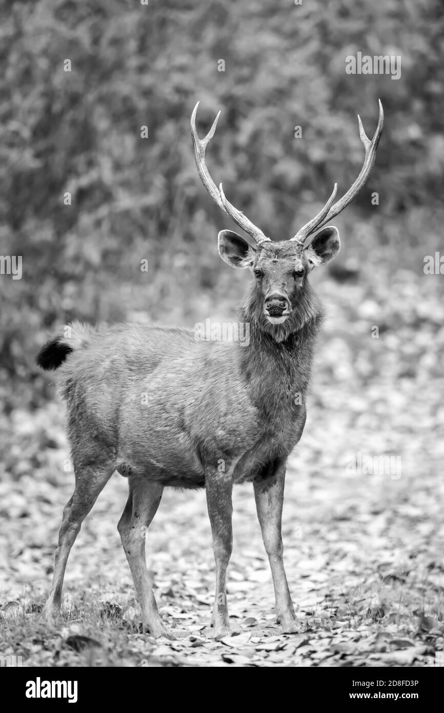 Sambar Hirsch (Rusa unicolor) in Indien Stockfoto