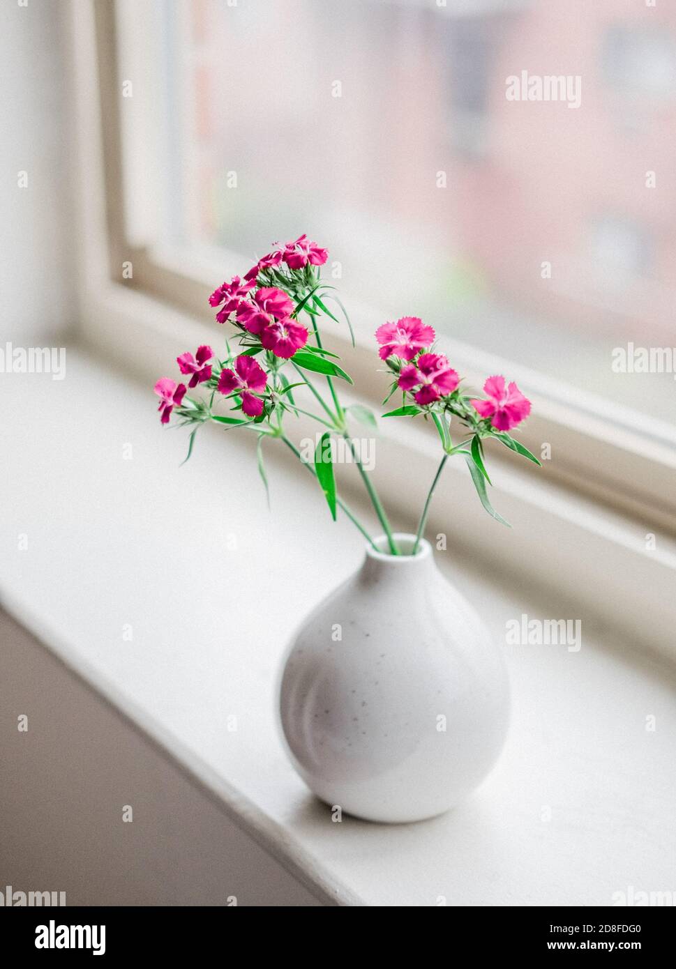 Rosa Blumen am Fenster Stockfoto