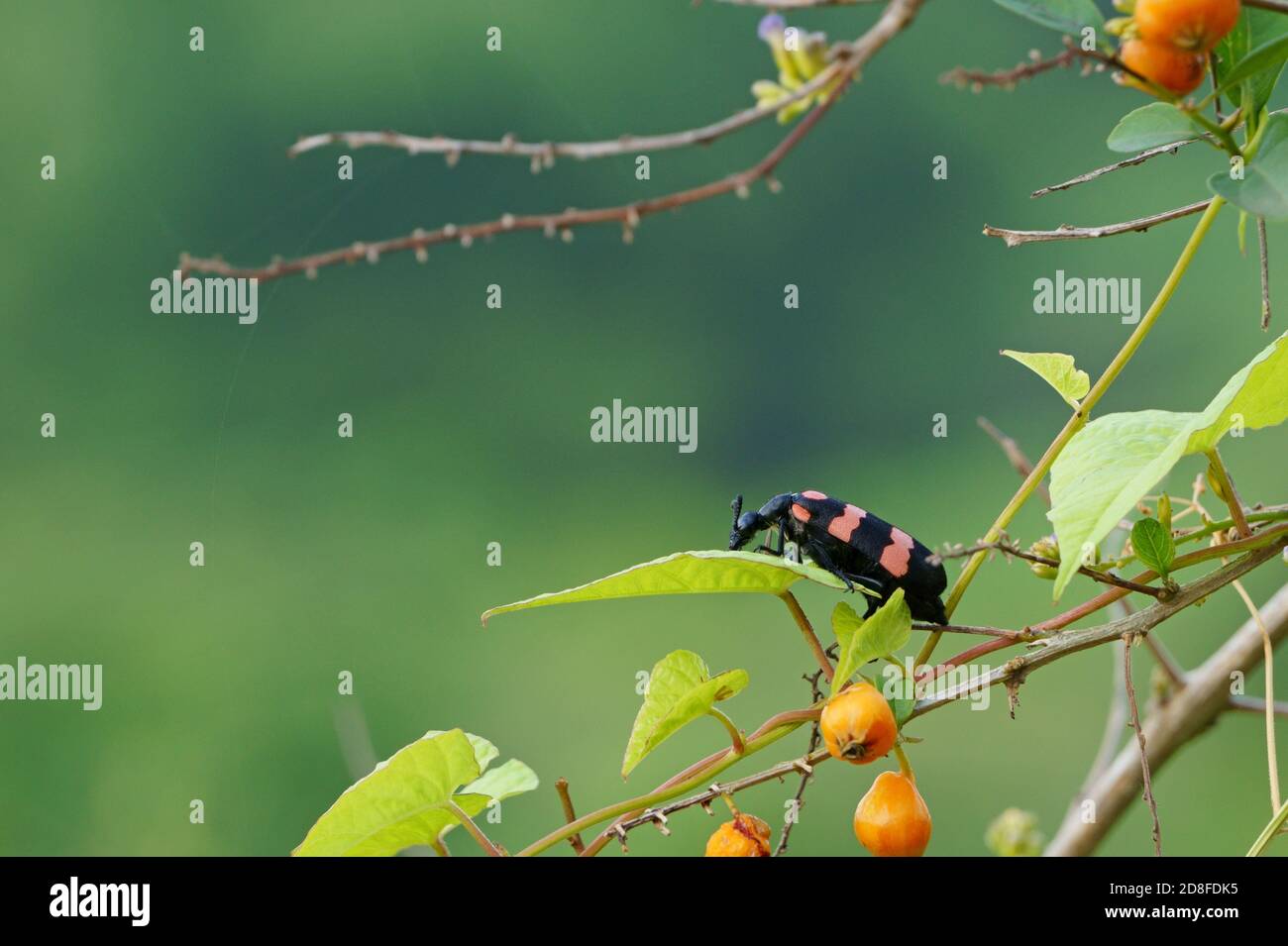 Nahaufnahme eines Käfers auf dem Baum auf dem Feld. Orangefarbener Blasenkäfer Stockfoto