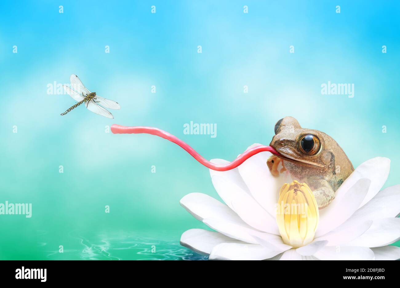 Frosch mit einer langen Zunge fangen Libelle Stockfoto