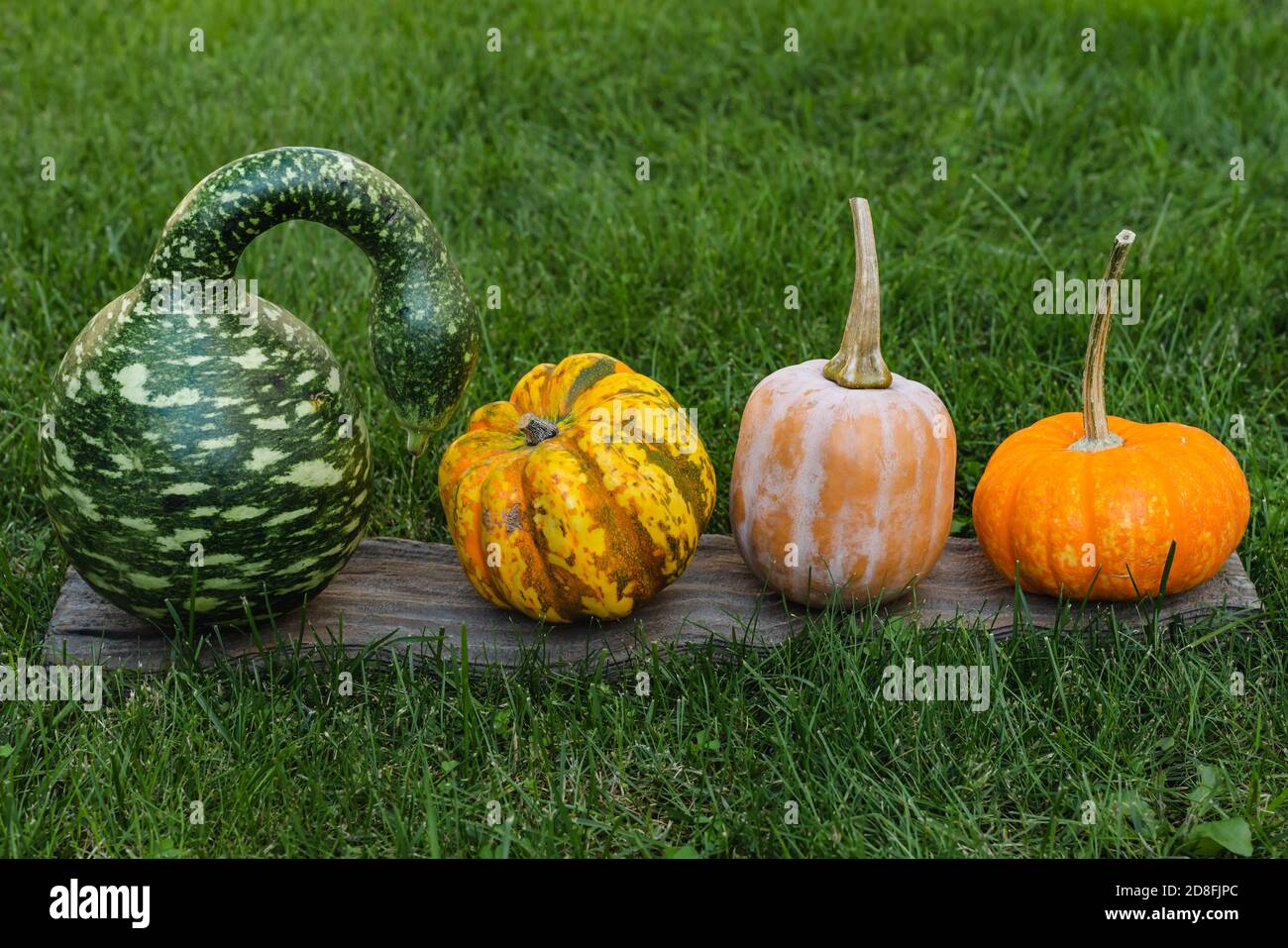 Kürbisse im Sortiment, gesprenkelte Schwan oder Korda Gourd und süße Bio-gelbe Kürbisse schließen sich auf dem Gras im Garten an Stockfoto