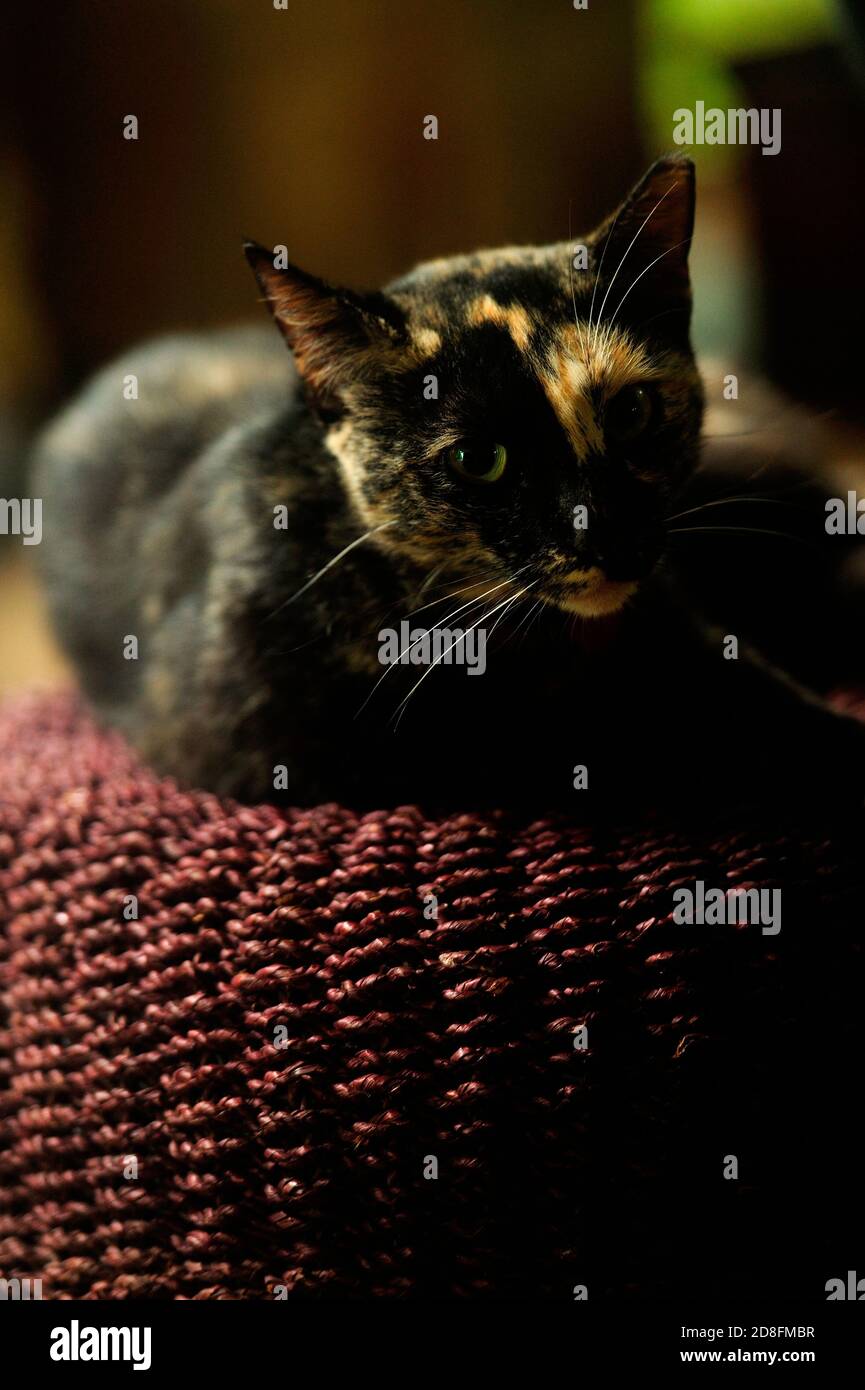 Schildpatt-Katze Stockfoto