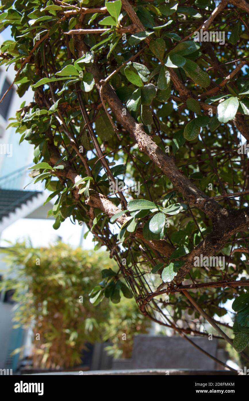 Der Baum am Himmel Stockfoto