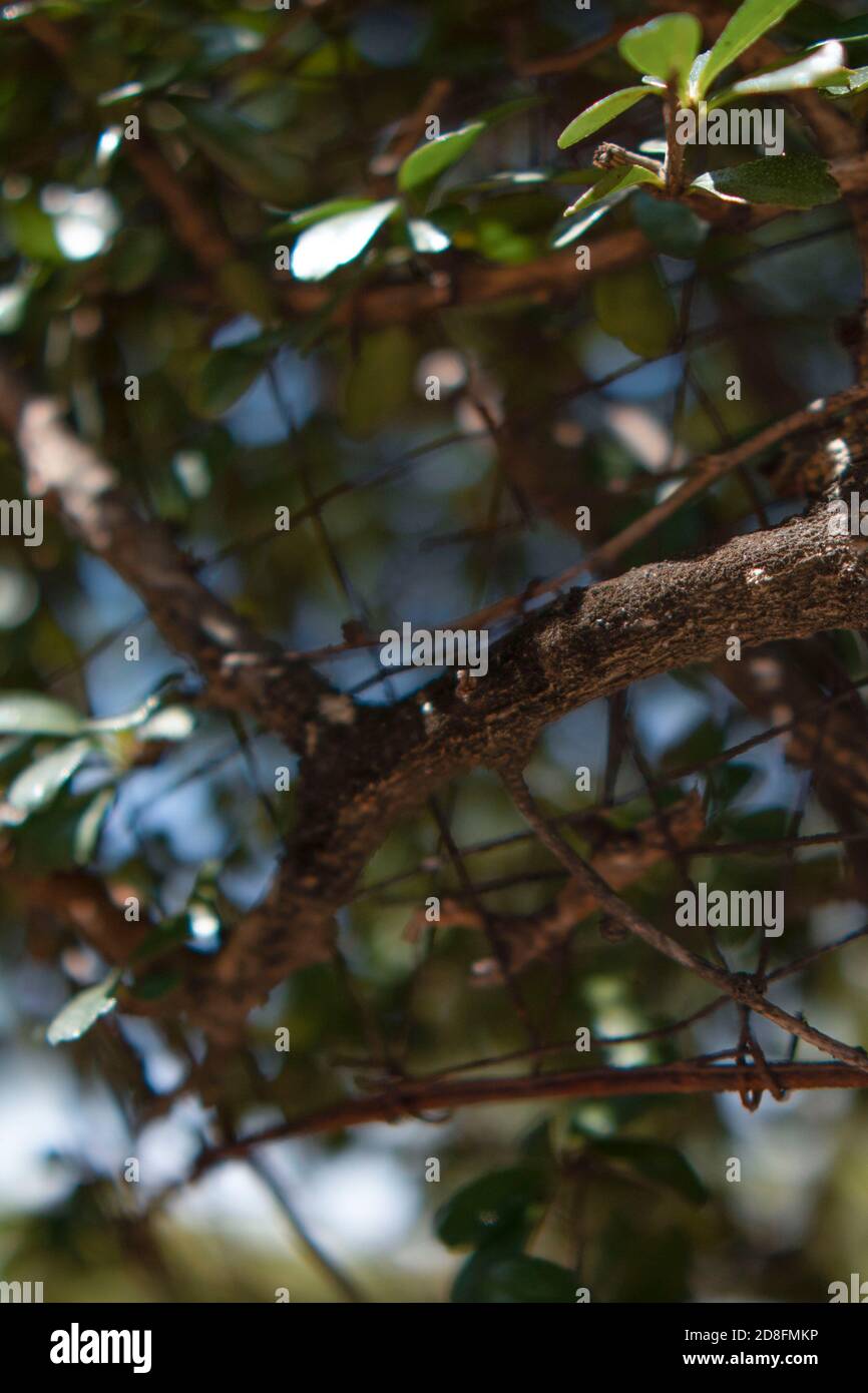 Der Baum am Himmel Stockfoto