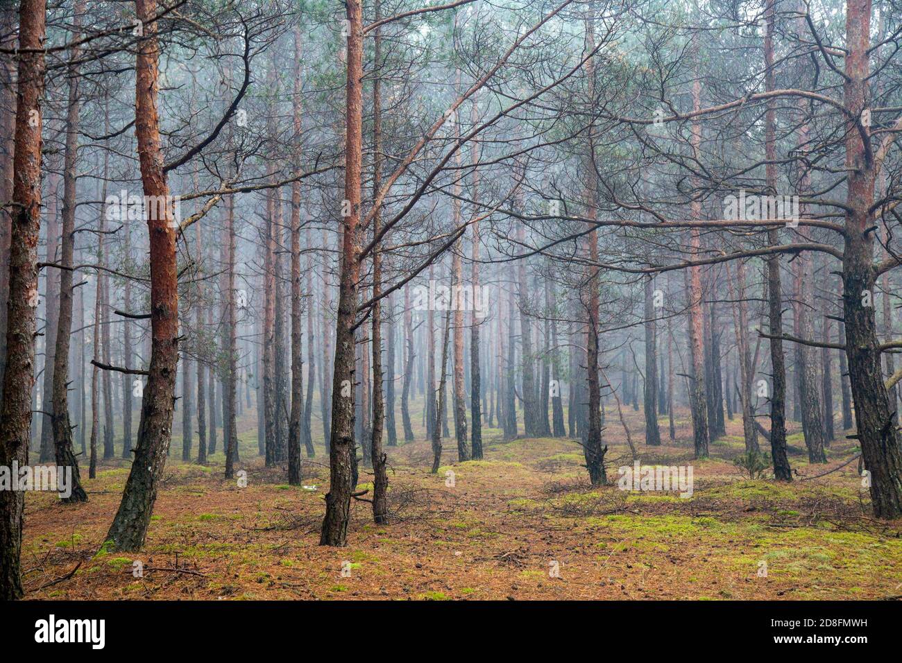 Carnikava. Okt. 2020. Das Foto vom 29. Oktober 2020 zeigt die Herbstlandschaft in der Nähe des Flusses Gauja in Kranikava, Lettland. Kredit: Edijs Palens/Xinhua/Alamy Live Nachrichten Stockfoto