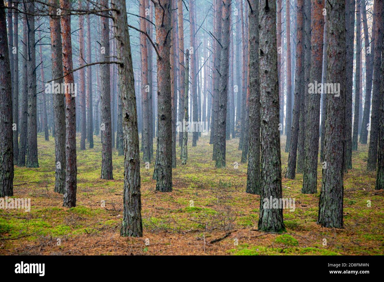 Carnikava. Okt. 2020. Das Foto vom 29. Oktober 2020 zeigt die Herbstlandschaft in der Nähe des Flusses Gauja in Kranikava, Lettland. Kredit: Edijs Palens/Xinhua/Alamy Live Nachrichten Stockfoto