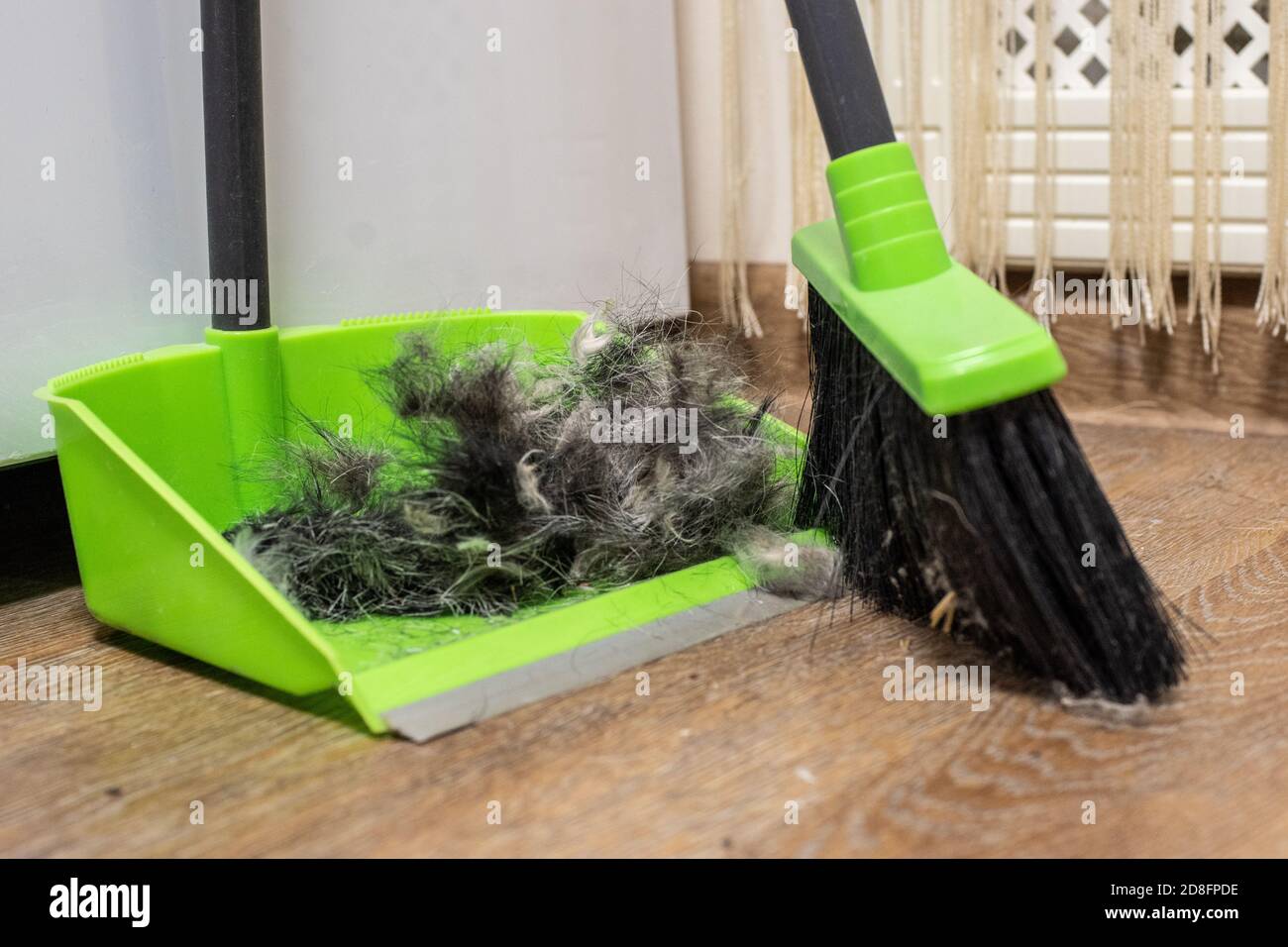 Reinigung des Bodens mit einer Bürste und Schaufel nach der Pflege eines Haustieres, vergießen Hunde. Reinigung der Haare Ihres Hundes zu Hause Stockfoto