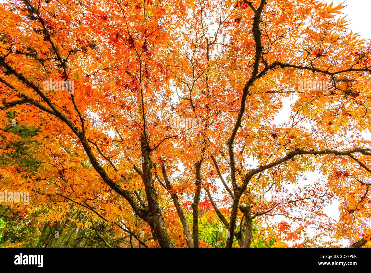 Japanischer Garten im Herbst, Washington-USA Stockfoto