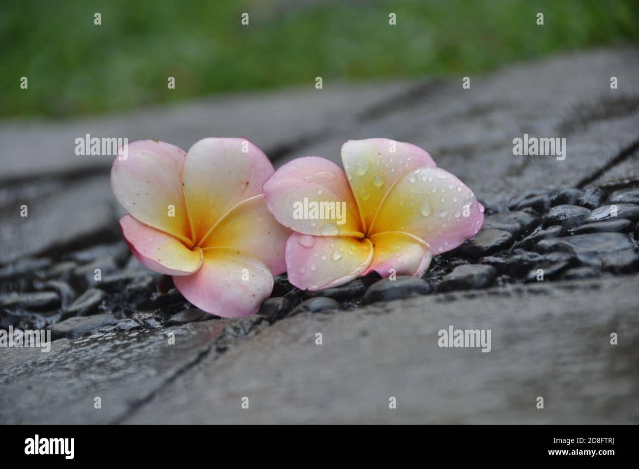 Plumeria Blume Stockfoto