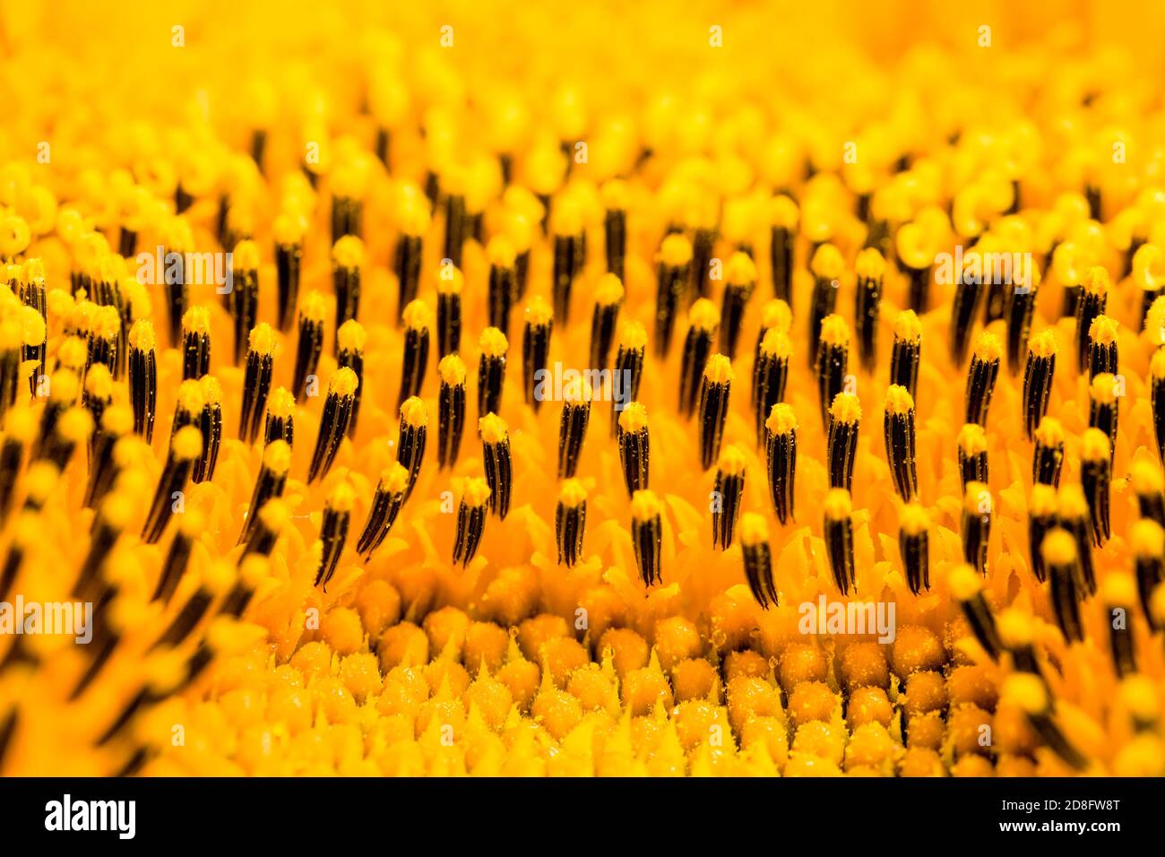 Feld jährliche Sonnenblumen Stockfoto