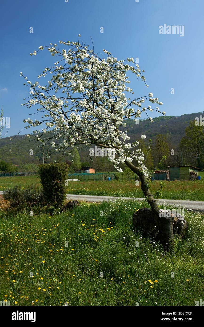 un albero di ciliegio in fiore Stockfoto