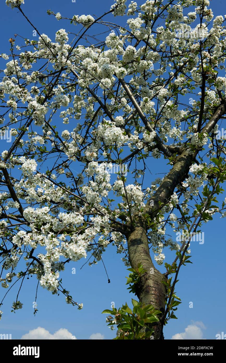 un albero di ciliegio in fiore Stockfoto