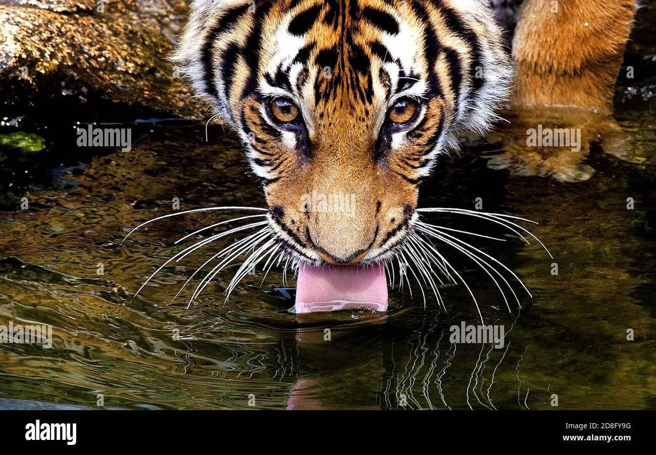 Tiger Im Fluss Stockfotos Und Bilder Kaufen Alamy