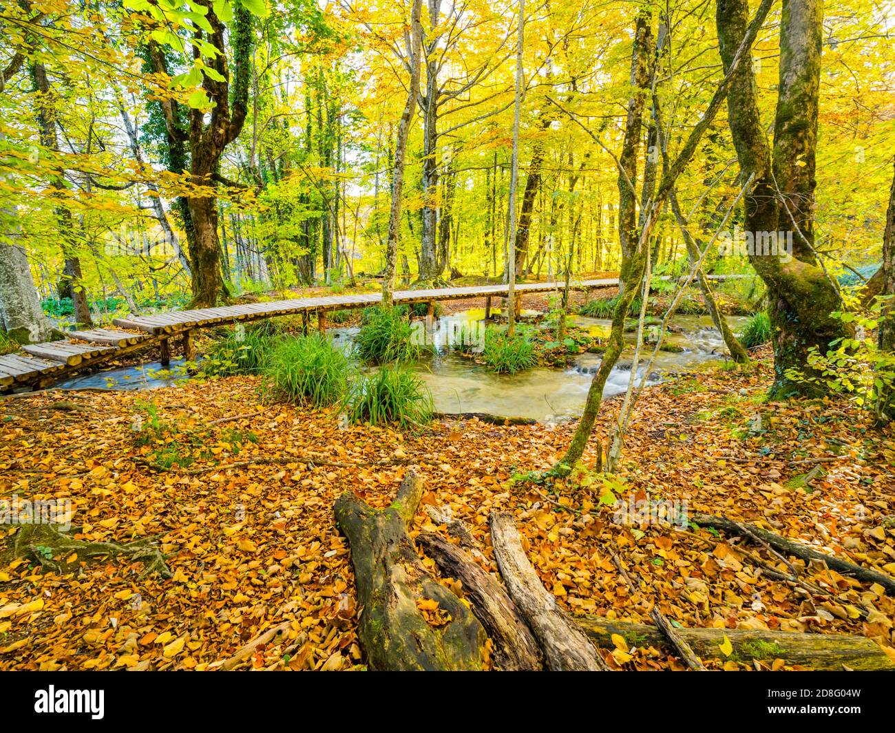 Atemberaubende Plitvicer Seen Nationalpark, Kroatien Herbstliche Herbstsaison mit vielen gefallenen Blättern auf dem Boden Gelb-Grüne Vegetation Stockfoto