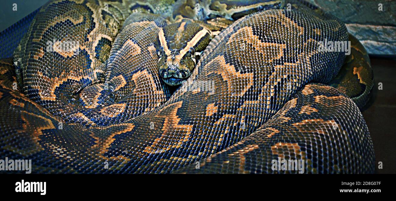 Hieroglyphen Python oder Felspython (lat. Python sebae ist eine sehr große, nicht giftige Schlange aus echten Pythons Stockfoto