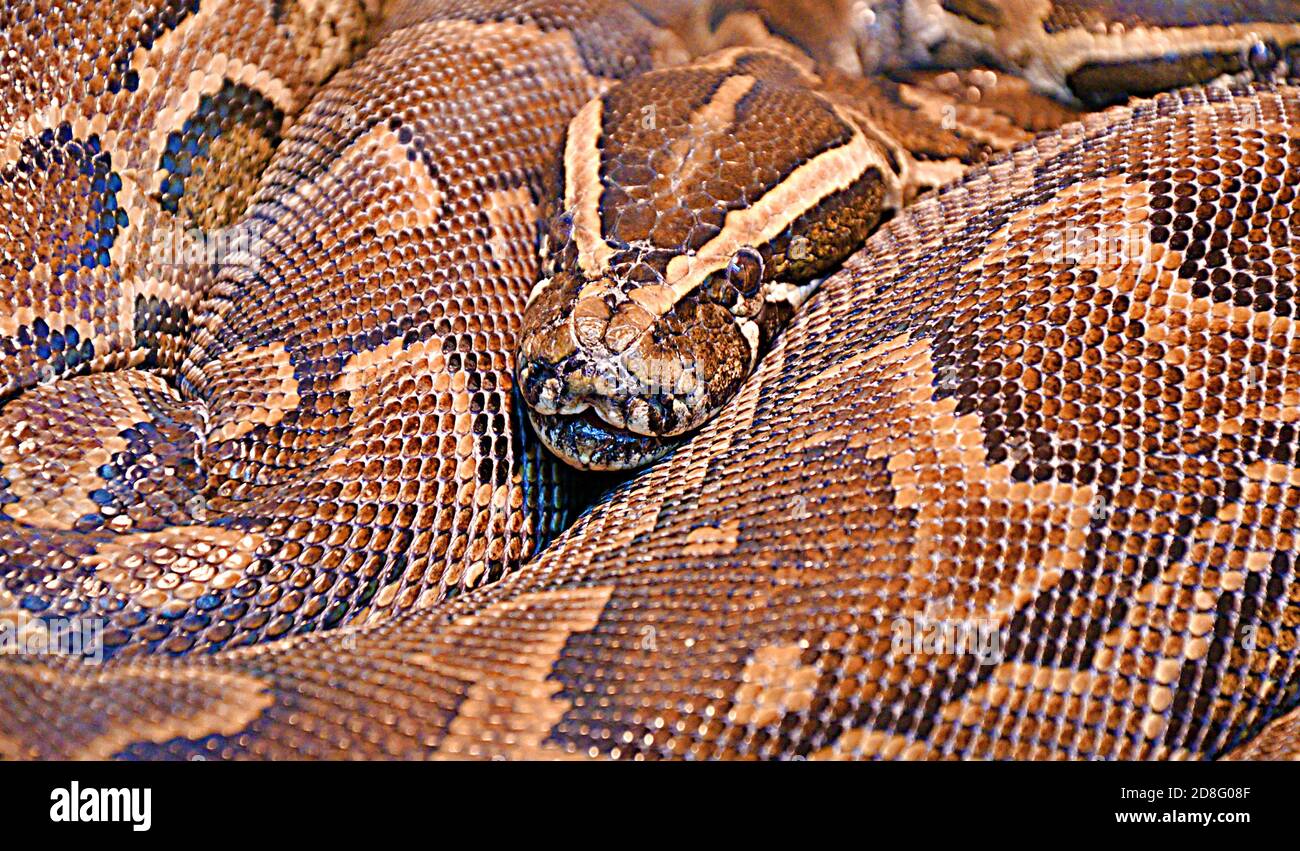 Hieroglyphen Python oder Felspython (lat. Python sebae ist eine sehr große, nicht giftige Schlange aus echten Pythons Stockfoto