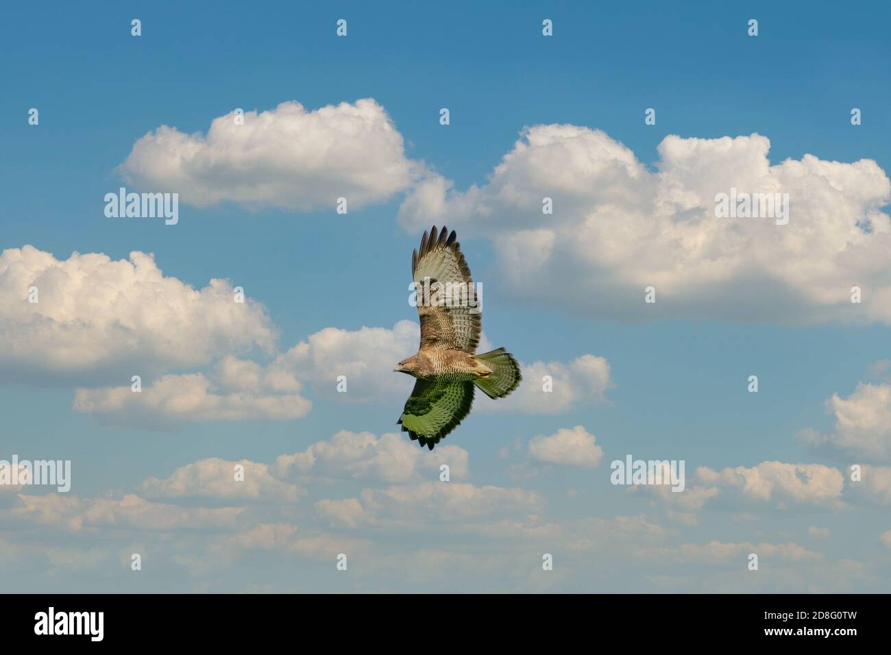 Ein gemeinsamer Bussardvogel, Vogel des Gebets, buteo buteo, im Flug gegen einen blauen Himmel und weiße Wolken Stockfoto