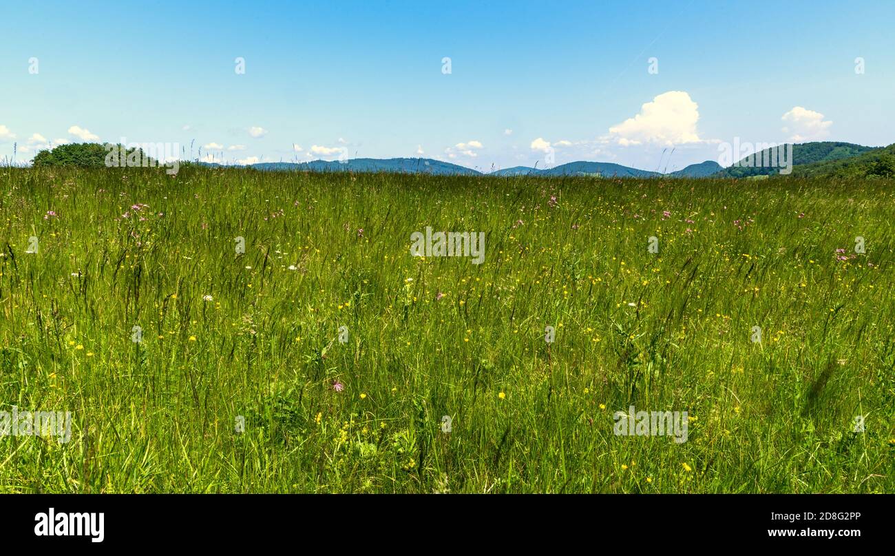 Blühende Frühlingswiese mit Hügeln im Hintergrund in Biele Karpaty Berge in der Nähe von Vrsatske Podhradie Dorf in der Slowakei Stockfoto