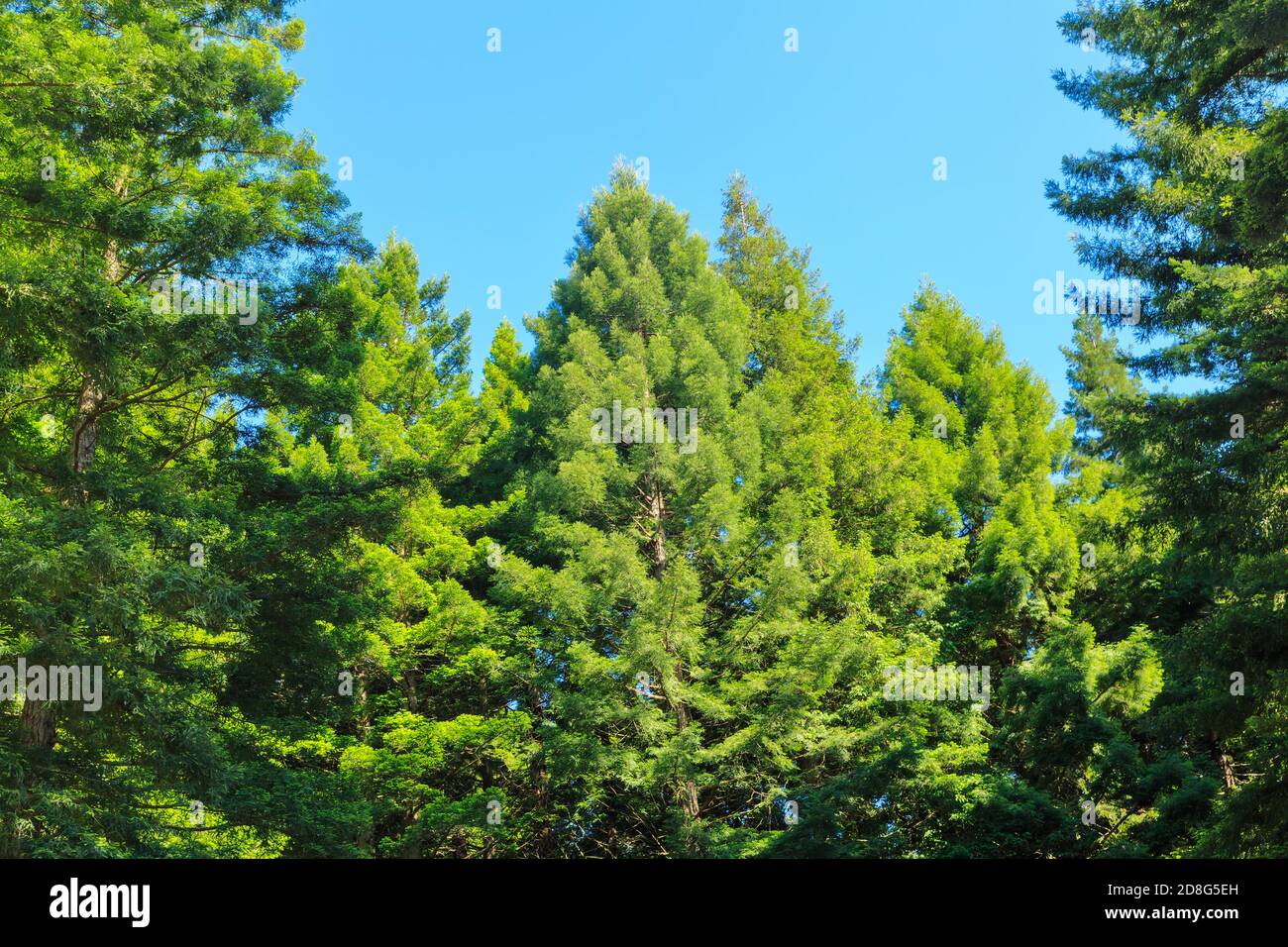 Ein Wald aus kalifornischen Redwoods mit üppigem grünen Laub. Fotografiert in Whakarewarewa, Neuseeland, wo die Bäume eingeführt wurden Stockfoto