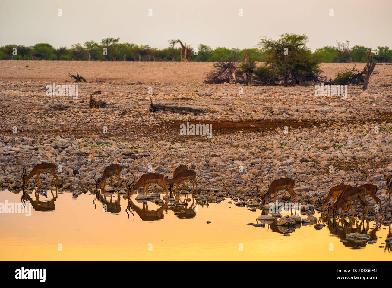 Antilopen-Herde Trinkwasser im Etosha Nationalpark, Namibia Stockfoto